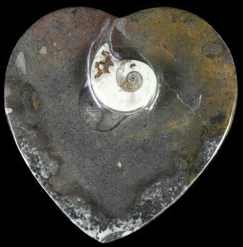 Heart Shaped Fossil Goniatite Dish #61261